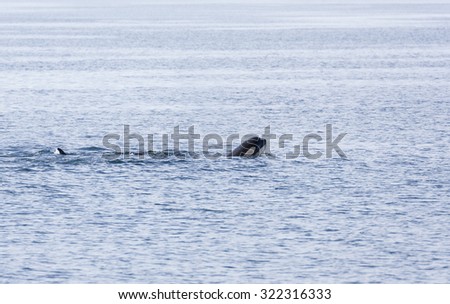 Head of a Orca above the water in Johnstone strait, Vancouver Island, British Columbia, Canada