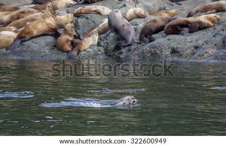 Sea-lions pop up in Ocean, Vancouver island, British Columbia, Canada