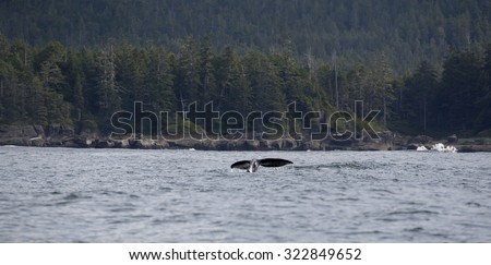 Tail fin of a gray whale before coast of Vancouver Island in the Pacific Ocean, Canada