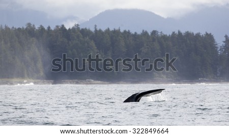 Tail fin of a gray whale before coast of Vancouver Island in the Pacific Ocean, Canada