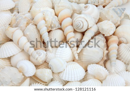 White sea shell selection forming an abstract background.
