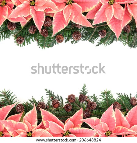Poinsettia flower thanksgiving background border with pine cones and fir over white.