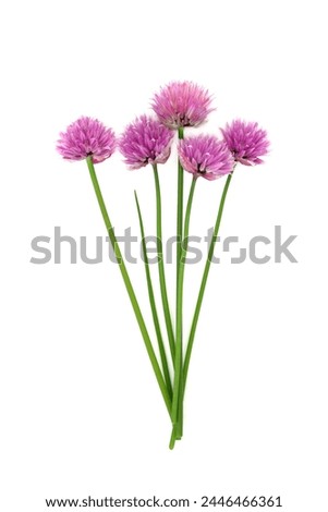 Similar – Image, Stock Photo White chive blossom with green stems parallel