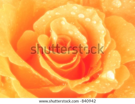 Close up of a peach coloured rose covered with water droplets.