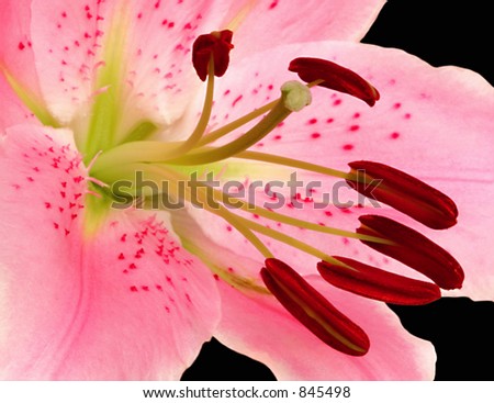 Close up of a Magic Pink lily with loaded stamens on black background.