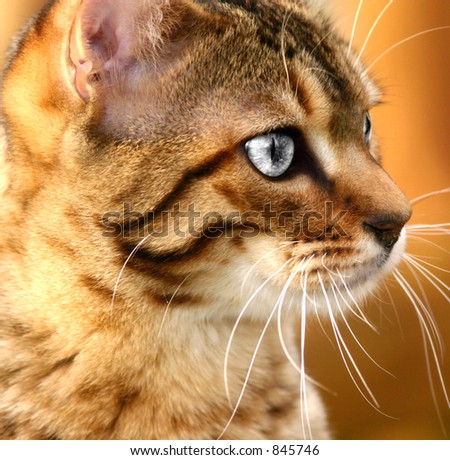 Profile of a Bengali special breed kitten, with the eyes desaturated.