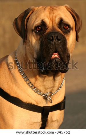 A portrait of the upper body and face of a Bull Mastiff