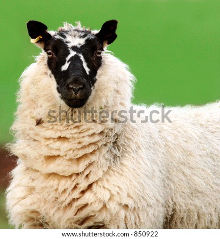 A Welsh blackfaced sheep.