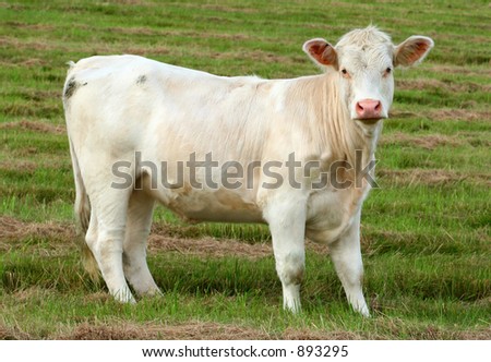 A white cow standing in a field.