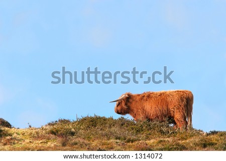 Dexter breed of cow standing in a field against a blue sky.