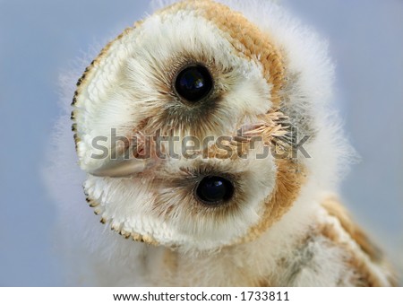 Portrait of a baby barn owl with its head naturally rotated. Owls have the ability to rotate their heads in this way.