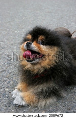 Pekinese Pomeranian special breed dog lying down with a crazy look on its face, with its mouth open and a huge tongue hanging out.