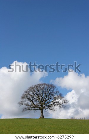 Oak tree in a field in winter devoid of leaves with grass to the foreground and a small fence to the side set against a blue sky with cumulus clouds.