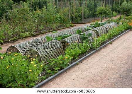 Woven wooden plant protectors covering  cabbages in an organic vegetable bed in a garden, with marigolds to the sides acting as companion plants to deter pests. Fruit bushes to the rear.