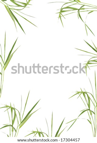 Bamboo grass in an abstract design forming a frame over white background.