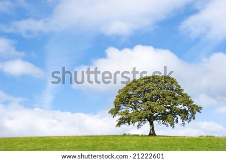 Oak tree in full leaf in summer standing in a field, set against a blue sky with clouds.