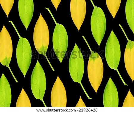 Hosta leaf abstract design in summer and autumn colors, over black background.