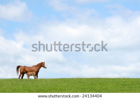 Horse with foal suckling in a field in spring against a blue sky with clouds. (Welsh, section, c,)