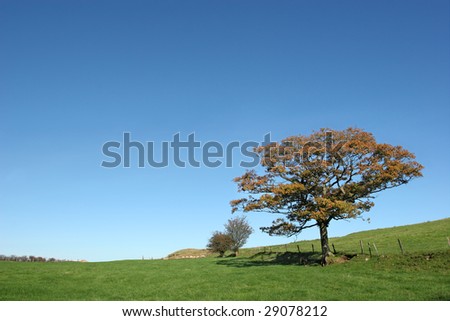 Oak tree in autumn in a field with a clear blue sky to the rear.