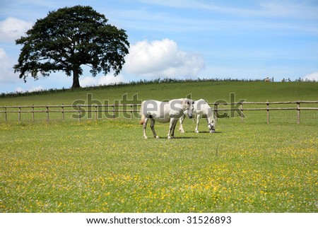 Two white horses grazing in a field of buttercups in summer with a blue sky and an oak tree (out of focus to the rear). Welsh Section C ponies.