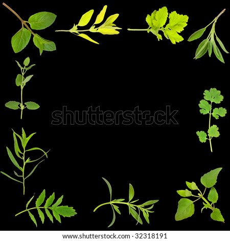 Herb leaf selection forming an abstract frame, over black background.