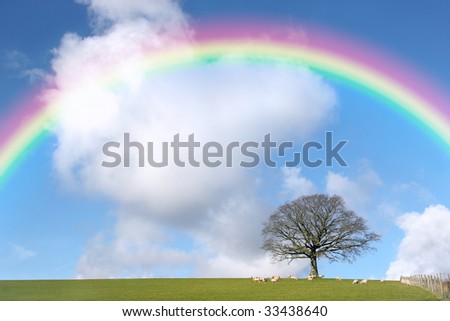 Oak tree  in a field in winter with sheep grazing set against a blue sky with cumulus clouds and a rainbow.