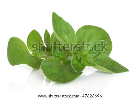Marjoram herb leaf sprig isolated over white background with reflection.