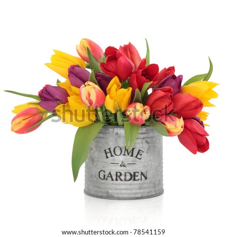 Tulip flower arrangement in rainbow colours in an old aluminum tin can with home and garden in words isolated over white background.