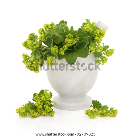 Ladies mantle herb flower sprigs in a marble mortar with pestle with scattered flowers isolated over white background. Alchemilla.