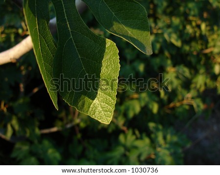 leaf Foto stock © 