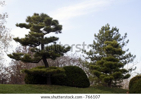 missouri botanical gardens japanese trees on hill