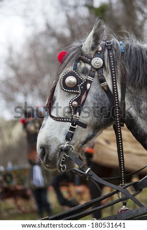 Horses during Todorovday in Bulgaria.Todorovday is called Horse Easter in Bulgaria.The most interesting tradition on Todorovday is the horse race .