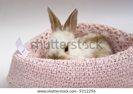 sweet baby rabbit in baby hat