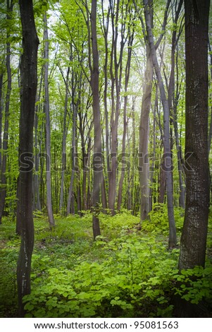 Photo of spring wood with mystic light