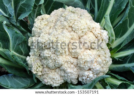 close-up of the cauliflower in the vegetable garden