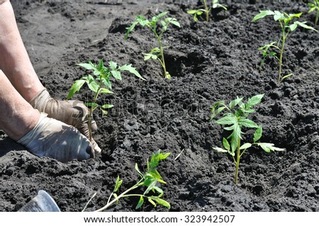 farmer planting a tomato seedling in the vegetable garden