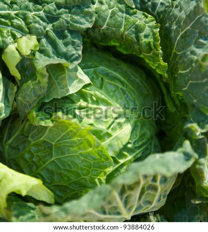 leafy green vegetable in market stand