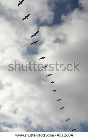 bird formation