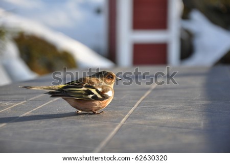 This little chaffinch was recovering on a cabin table in Strandvik, Sweden. Half an hour earlier it had hit a window and was a bit dizzy.