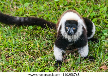 Brown and white lemur Vari (ruffed lemur)  in the forest of Madagascar
