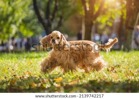 Similar – Image, Stock Photo Adorable Cocker Spaniel outside