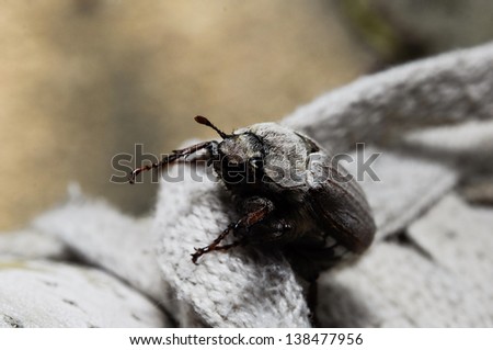 Chafer climbing on the white sneaker
