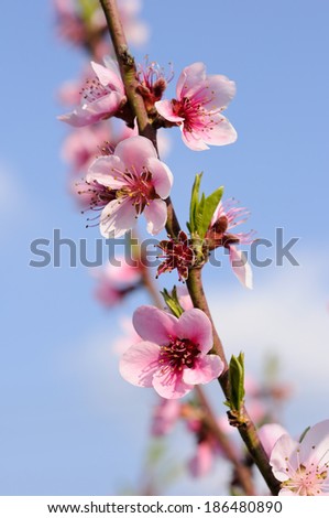 peach blossom against blue sky