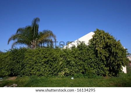 Green Hedge Surrounding House