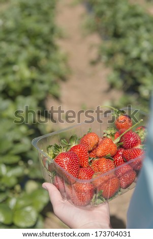 a punnet of freshly picked strawberries, with the rows of strawberry plants in the background