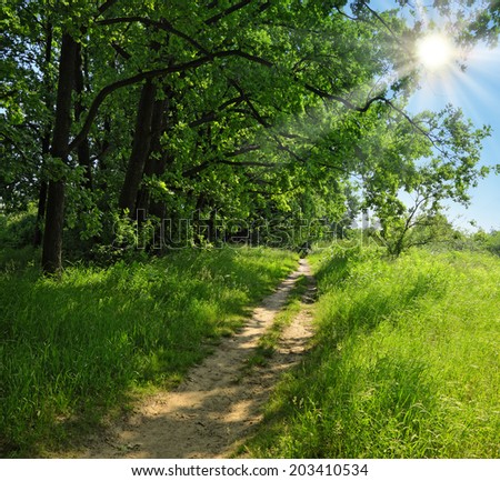 Bright afternoon sun on a blue cloudless sky shines through the leaves of high trees branches narrow path leading along the edge of the forest