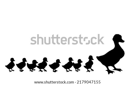 Similar – Image, Stock Photo A duckling is a baby duck. Ducklings usually learn to swim by following their mother to a body of water.Soon after all the ducklings hatch, the mother duck leads them to water.