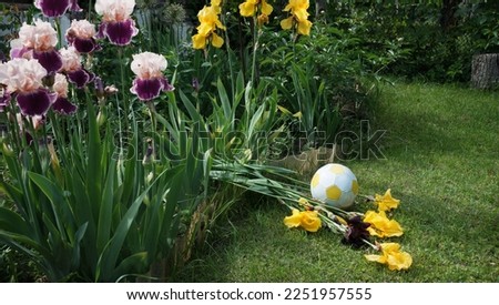 Similar – Image, Stock Photo Lost flower Flower Blossom
