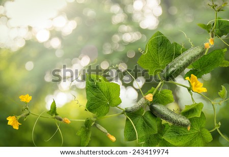 Cucumber is widely cultivated plant in gourd family Cucurbitaceae. Vine with fruits varying degrees of maturity, fading yellow flowers, lush foliage, curled tendrils. Closeup view with space for text