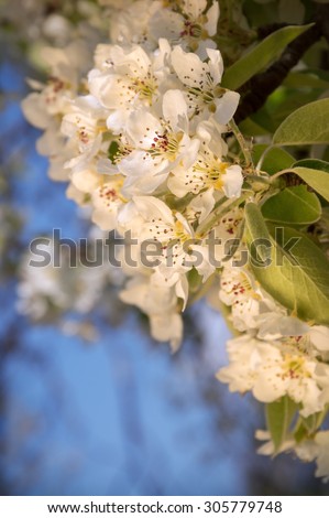 Beautiful gentle aromatic light flowers with yellow stamen, small buds and leaves on young twig lighted by bright springtime evening sun. View close-up with space for text on backdrop of blue sky